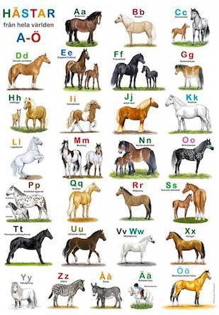 Hästar från hela världen ABC