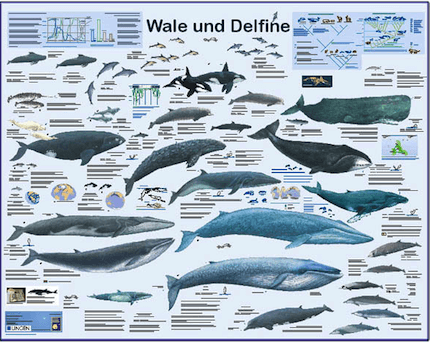 whales and dolphins