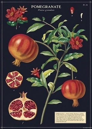 POMEGRANATE - Granatapfel