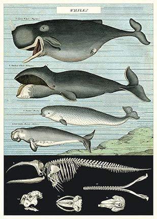 WHALES