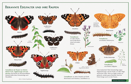 Butterflies and caterpillar