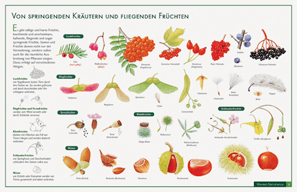 Früchte und ihre Verbreitung