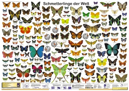 Butterflies of the World