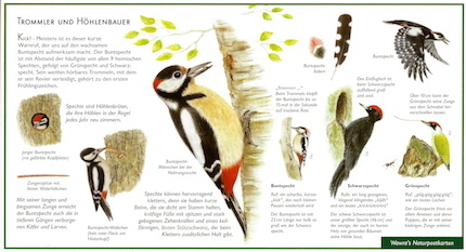 Colorful woodpecker