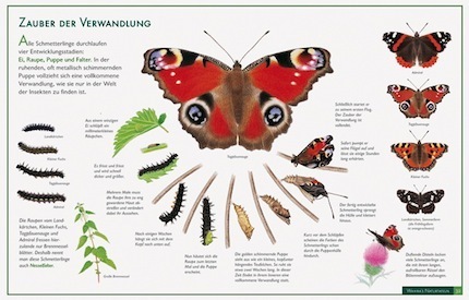 Schmetterling - Zauber der Verwandlung