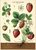 LES FRAISIERS - the strawberry plants