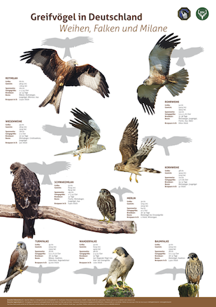 52cm x 36 cm Greifvögel Bildungs-Poster 32 Europäische Greifvögel 