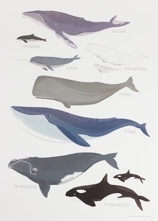 Die Wale