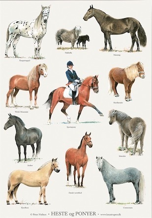 Horses and ponies