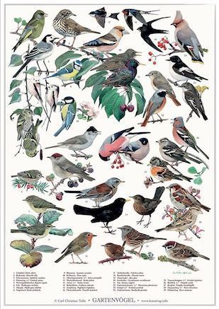 Planet Poster Editions Poster Einheimische Gartenvögel