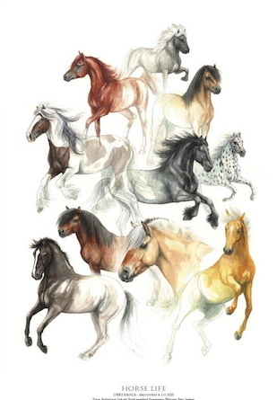 HORSE LIFE