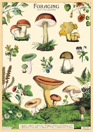 FORAGING - Plants and Mushrooms