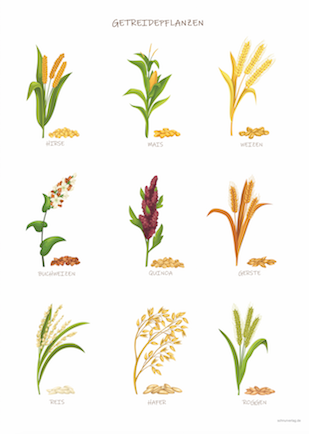 Getreidepflanzen