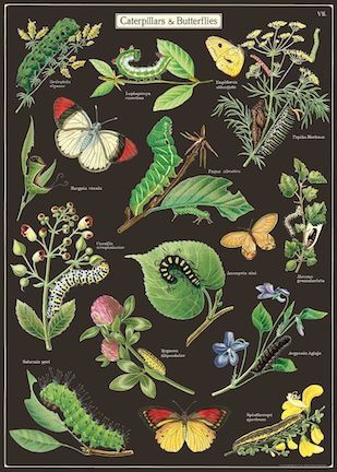 Caterpillars & Butterflies - Raupen und Schmetterlinge