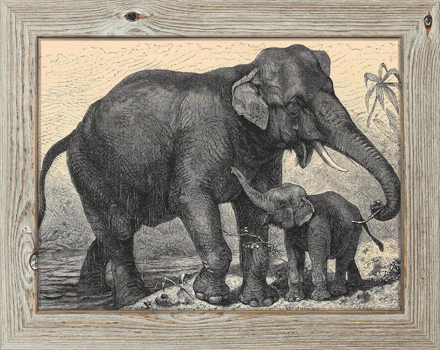 Elefant-Poster-im-Holzrahmen-schnurverlag