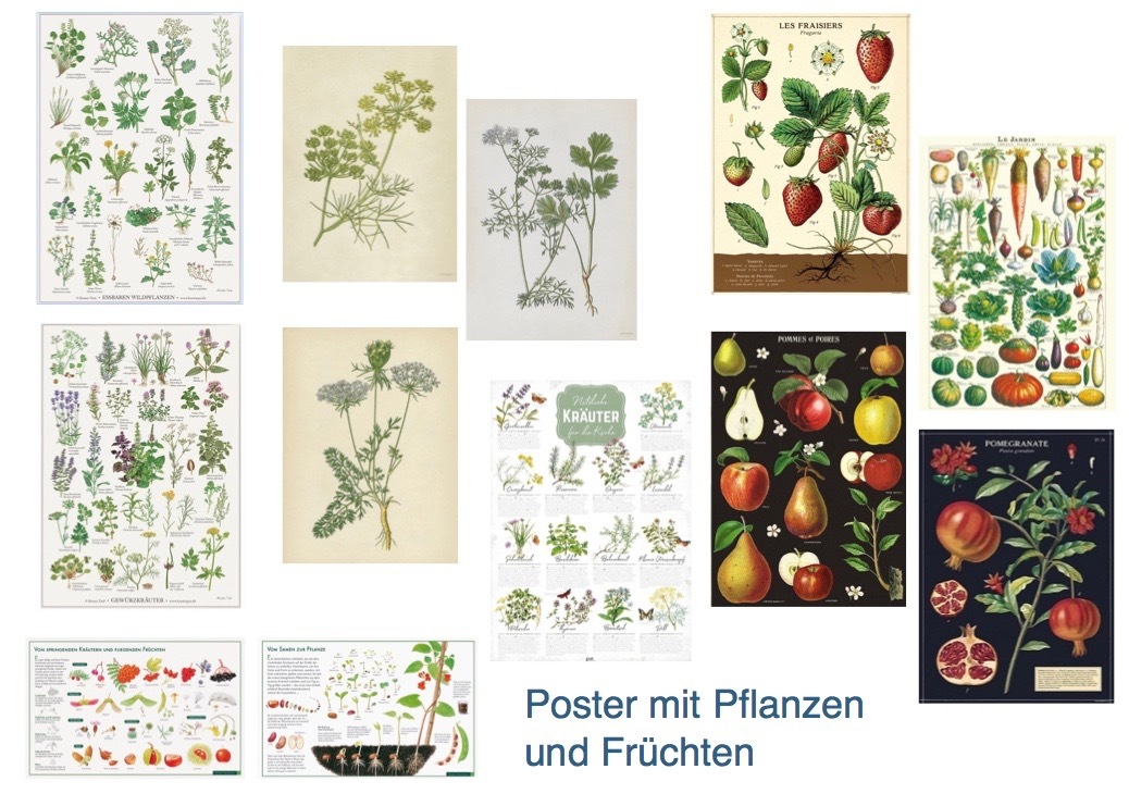 Pflanzenposter-bilder-Fruchte-kinderpostershop.de